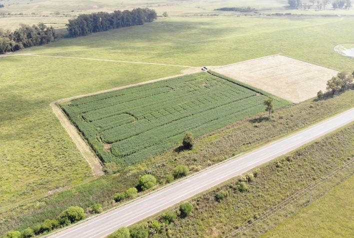 Parceria público-privada amplia pesquisa e recomenda alternativas para controle do caruru na soja