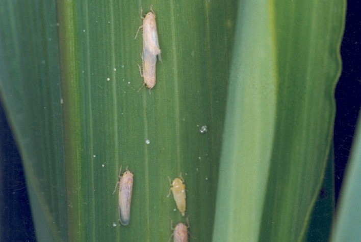 Com alto índice migratório os percevejos e a cigarrinha são grande preocupação da cultura do Milho