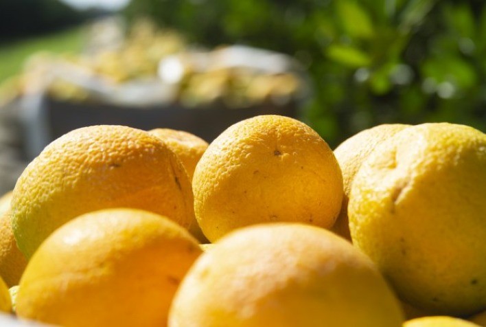 Produtividade e sustentabilidade: cinturão de SP e MG é a principal região produtora de laranja e suco de laranja do mundo