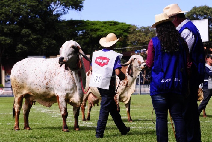 ExpoZebu 2021: prazo de inscrição com direito a indicação de jurados termina no próximo dia 5