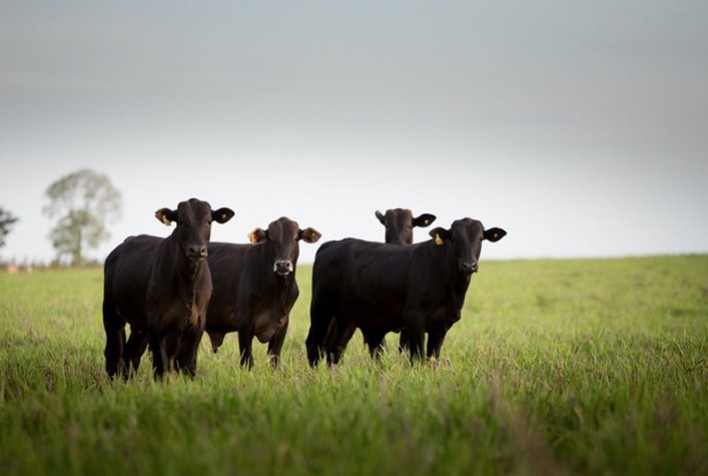 Zoetis tem novo protocolo de IATF para vacas de corte em anestro