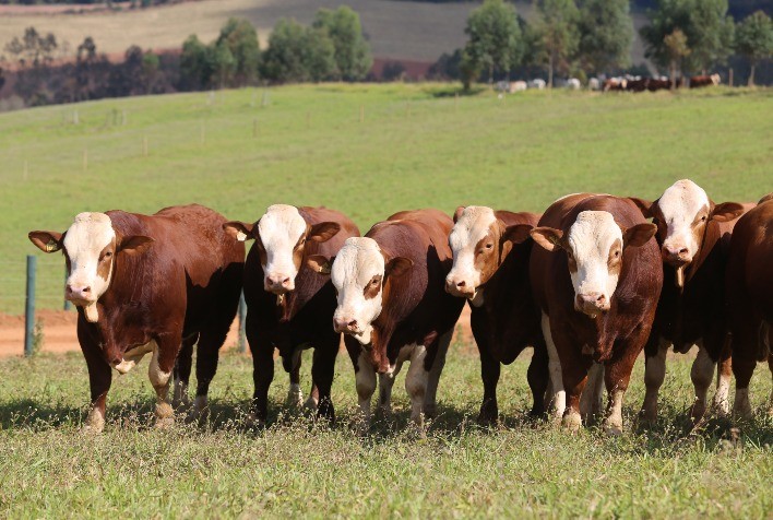 Oferta super especial de Matrizes & Reprodutores Simental