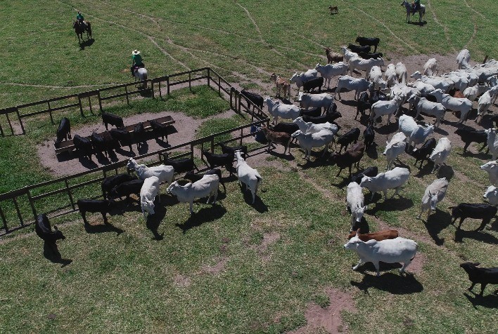 Ciência na prática: projeto global da Trouw Nutrition valida soluções nutricionais em fazendas de pecuária