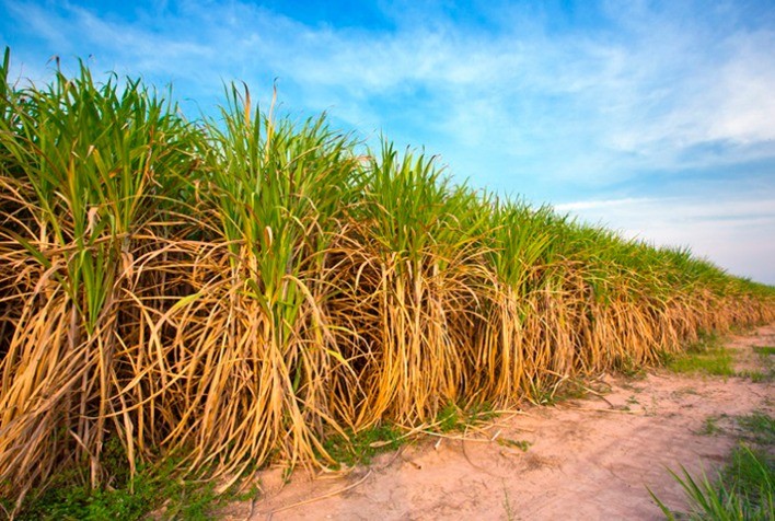 Ubyfol lança novas soluções para o cultivo de cana-de-açúcar