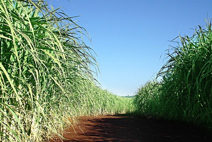 Pesquisa usa palha de cana-de-açúcar na produção de paineis
