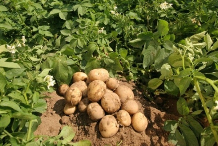 Corteva Agriscience apresenta lançamento para controle de pinta preta, uma das principais doenças que afetam a cultura da batata