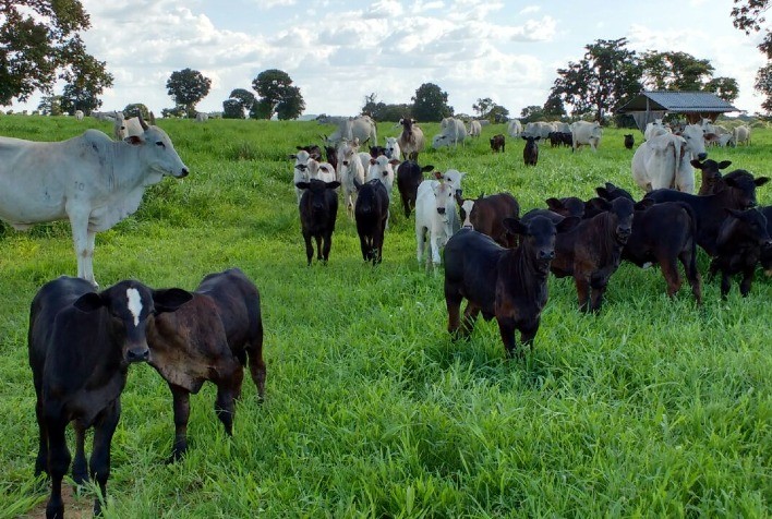 PECUÁRIA: Como o planejamento sanitário pode ajudar na eficiência da desmama