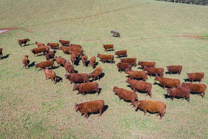 Registros de gado de corte crescem 39% durante a pandemia