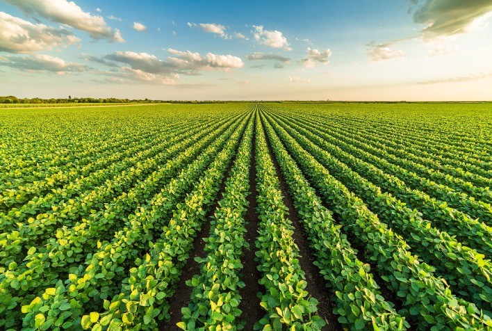 Desenvolvida primeira soja brasileira para ser consumida como edamame, alimento popular no oriente