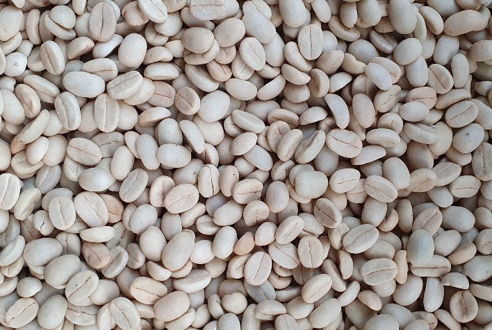 EPAMIG comercializa sementes qualificadas para a produção de mudas café