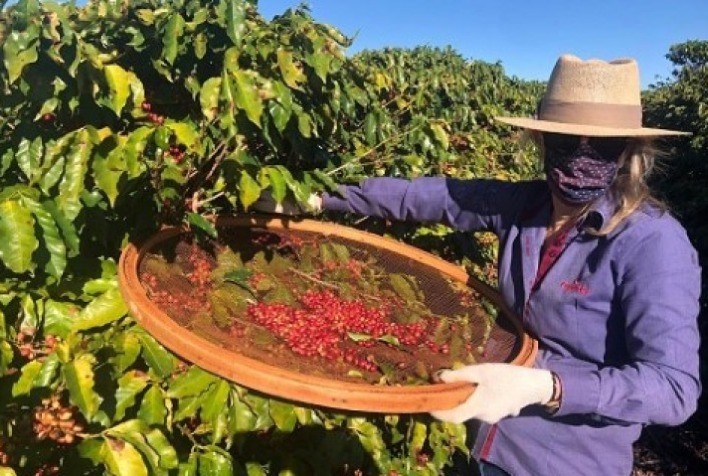Estudo destaca a participação das mulheres na cadeia produtiva do café