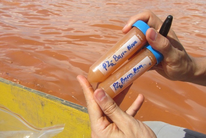 Estudo aponta excesso de manganês em espécies de peixes no estuário do Rio Doce