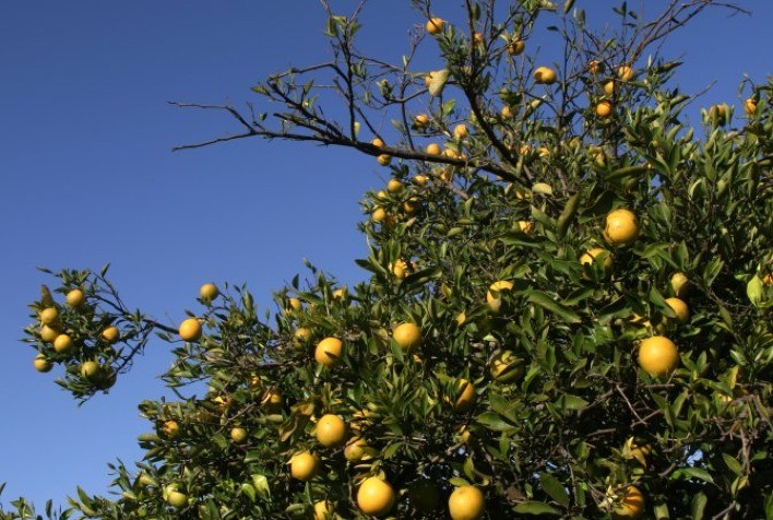 Seca em São Paulo prejudica safras de café e laranja