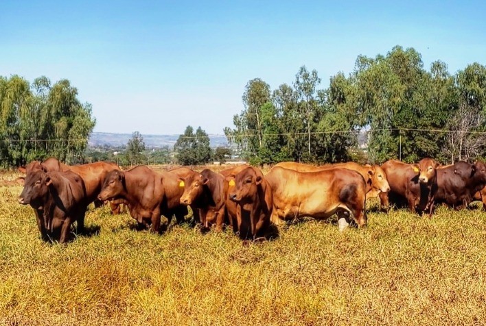 Raça Montana utiliza genômica para avaliar machos nascidos em 2019
