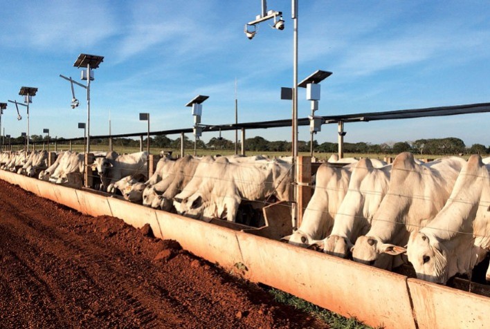 DSM faz Dia de Campo online e mostra as tecnologias do seu Centro Experimental, a Fazenda do Futuro