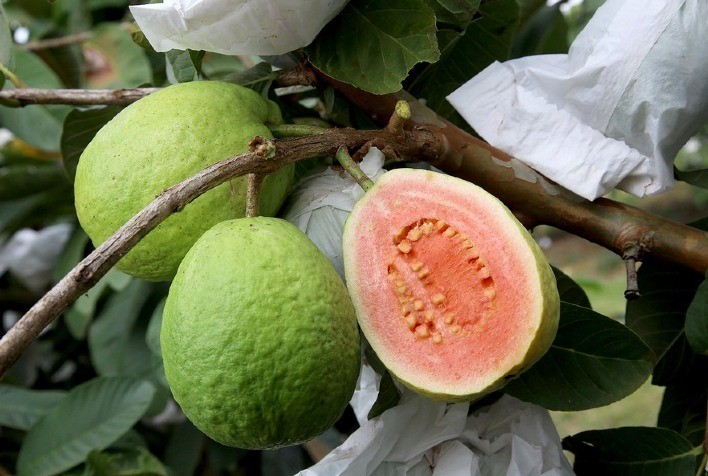 Goiaba: fruta da época é nativa do Brasil