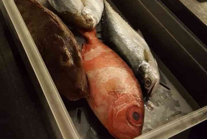 Consumo de Peixes Não-convencionais une sabor, nutrição e fortalecimento da pesca regional