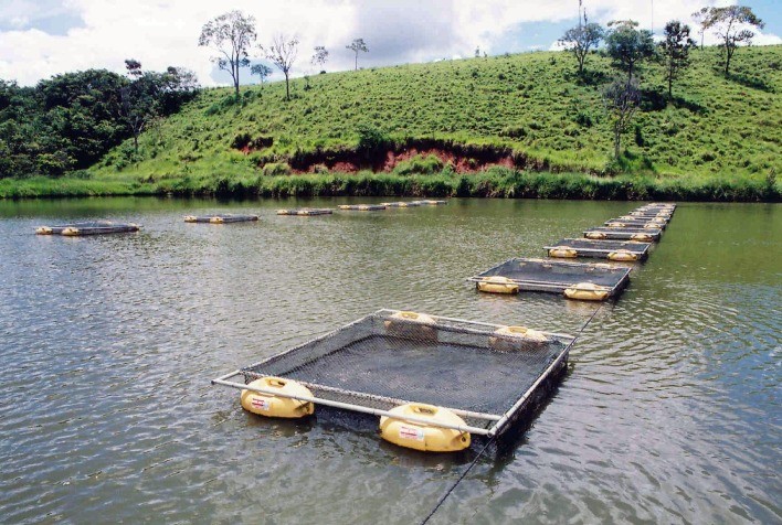 SP: levantamento mapeia cadeia da piscicultura