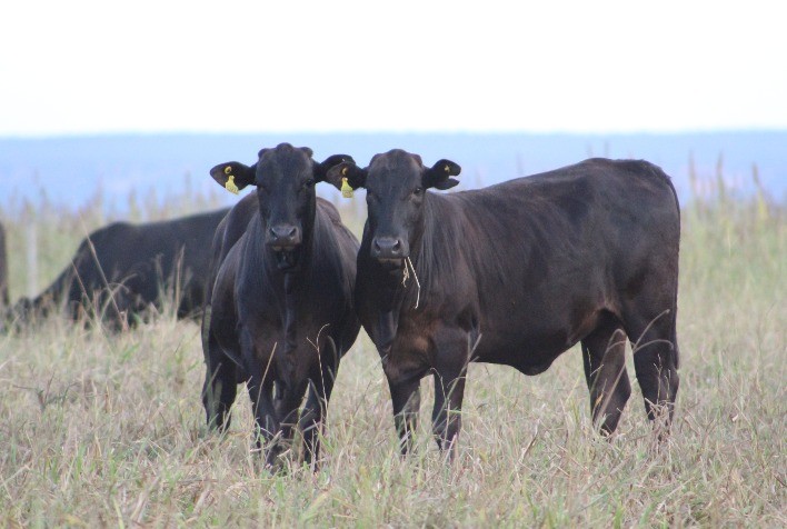 Angus amplia equipe de inspetores técnicos no Brasil Central