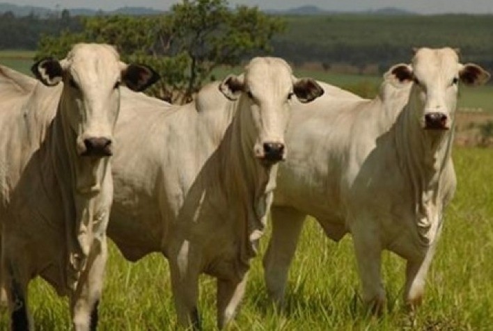 Preços firmes no mercado do boi gordo