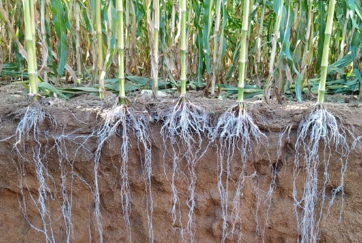 Segunda safra: sistema radicular, a conexão da planta com o solo