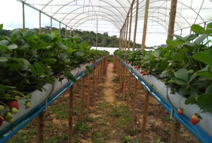 Epamig e Emater-MG se unem à Rede Morangos do Brasil para desenvolver variedades adaptadas do fruto