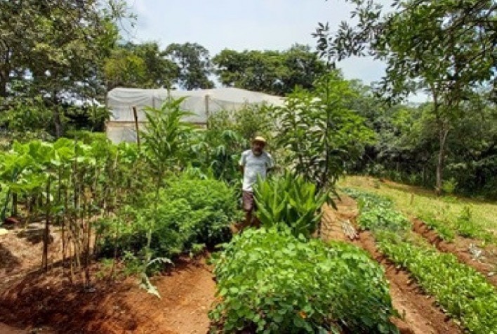 Produtores de Brumadinho aumentam a produção e comercialização de alimentos