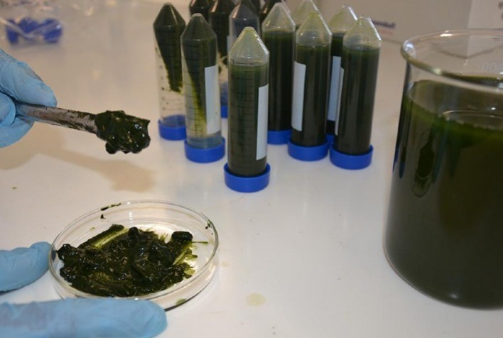 Novo bioinsumo à base de algas melhora crescimento e defesa das plantas