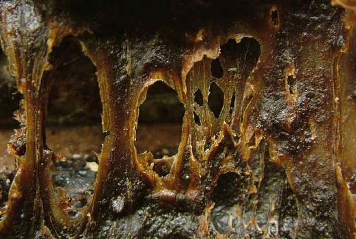 Própolis Vermelha age mais que medicamento contra doença