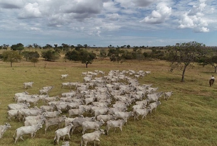 Resultados Projeto Carbono Araguaia comprovam contribuição da Pecuária na redução das emissões de Gases de Efeito Estufa (GEE)