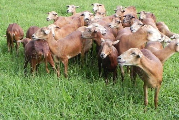 Carne de cordeiro, uma ancestralidade à moda brasileira, explica pesquisador do IZ