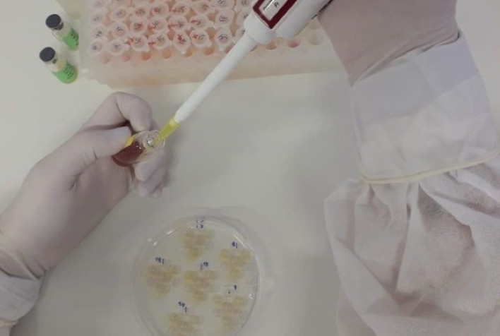 Instituto Biológico atesta sanidade das galinhas produtoras de ovos controlados usados pelo Butantan