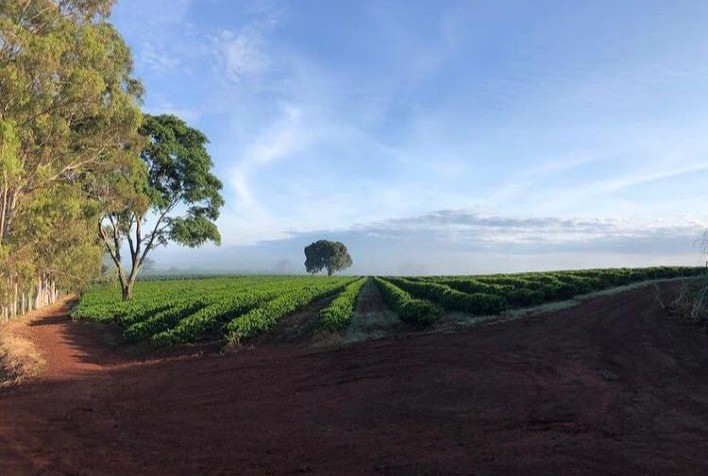 Produtor de café utiliza fertilizantes inovadores em busca de maior equilíbrio do solo, produtividade e sustentabilidade