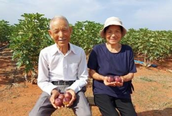 Casal de japoneses de 86 anos de idade realiza sonho e produz figos no Ceará