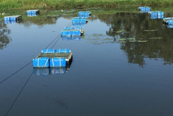Tecnologia da Secretaria de Agricultura e Abastecimento de SP aumenta em 20% o ganho de peso de peixes panga