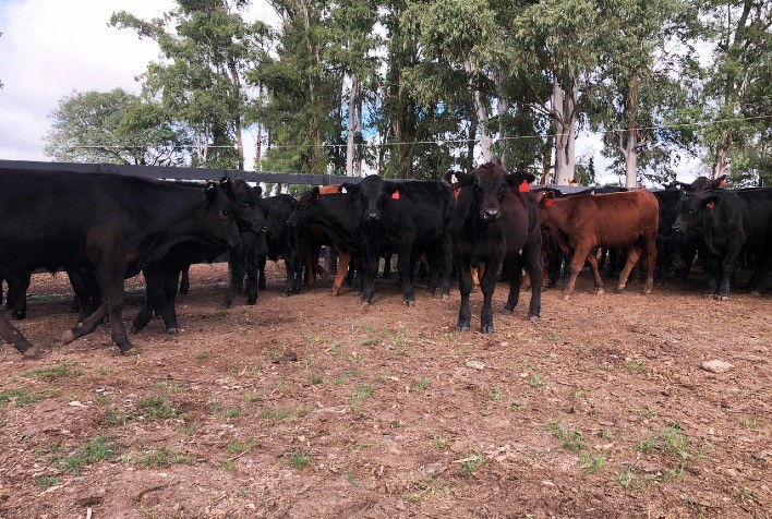 Itapitocai ofertará 1,2 mil animais cruza Angus no 12º Remate de Produção
