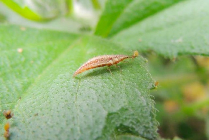 Projeto de lei do Governo de Goiás cria Programa Estadual de Bioinsumos