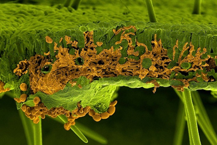 Consórcio Internacional disponibiliza dois novos genomas do fungo da ferrugem asiática