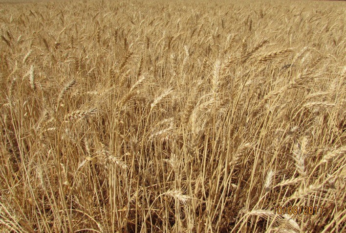 Trigo: “É melhor aproveitar a oportunidade de venda”