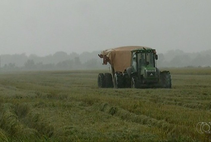 Previsão de chuva pode paralisar colheita do arroz