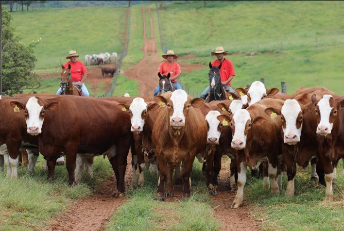 Leilão Outono Simental Casa Branca vende touros por R$ 18 mil de média e atrai 28 compradores de 9 estados