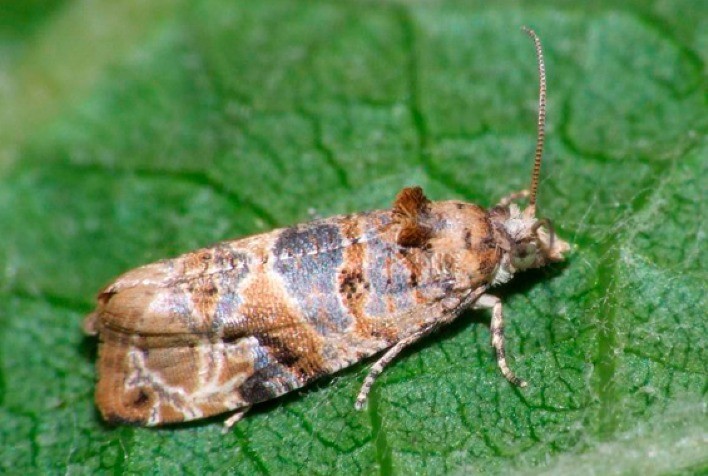O que você precisa saber sobre Lobesia botrana