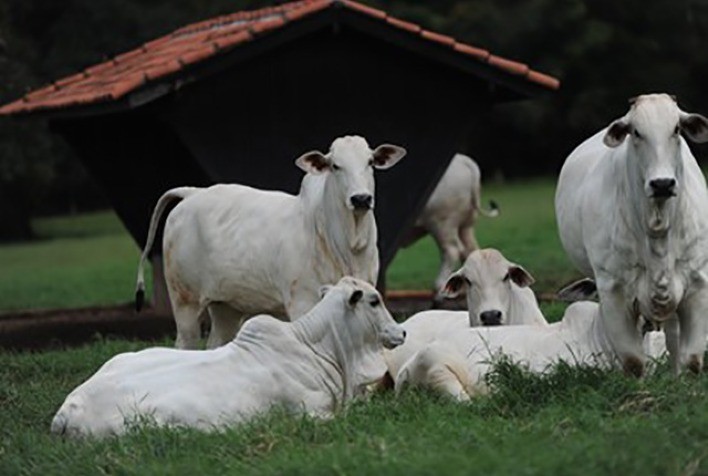 Temperatura amena melhora conforto térmico do gado