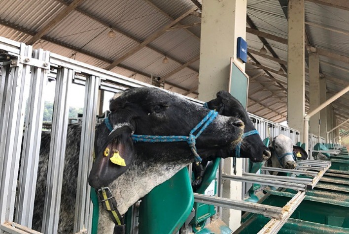 Medição do consumo de vacas permite identificar o cio com até seis horas de antecedência