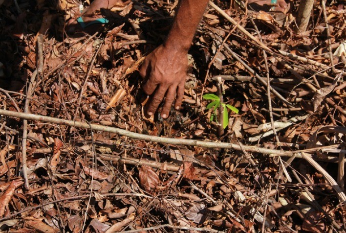 Projeto transforma solos degradados em produção e renda para agricultores no Pará