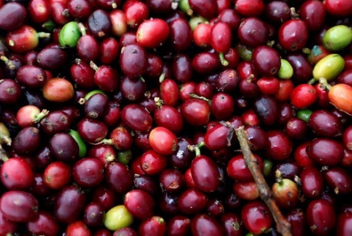 Produção de café da Colômbia avança 30% em março