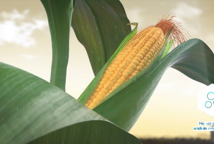 Pioneer® lança híbridos de milho com a tecnologia Optimum AQUAmax™, inédita no Brasil e com maior tolerância ao estresse hídrico