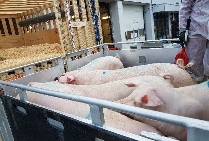 Chega ao Brasil primeira carga de reprodutores Topigs Norsvin oriundos da Noruega