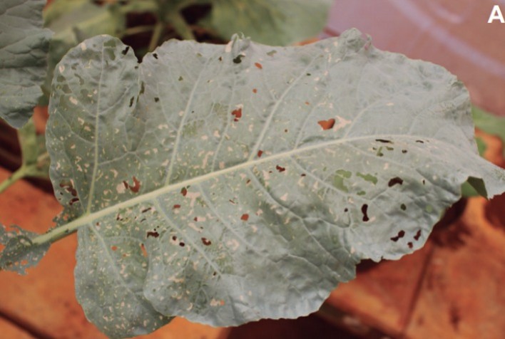 Como identificar pragas em brócolis e couve-flor