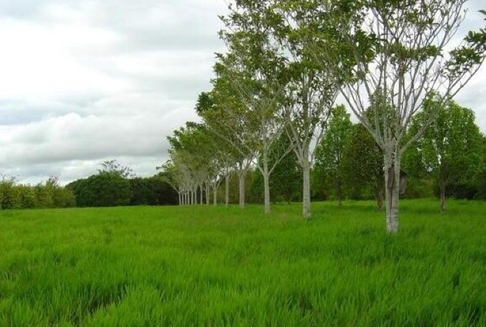 Manejo, alimentação, genética e pastagens influenciam emissões de gases pela agropecuária